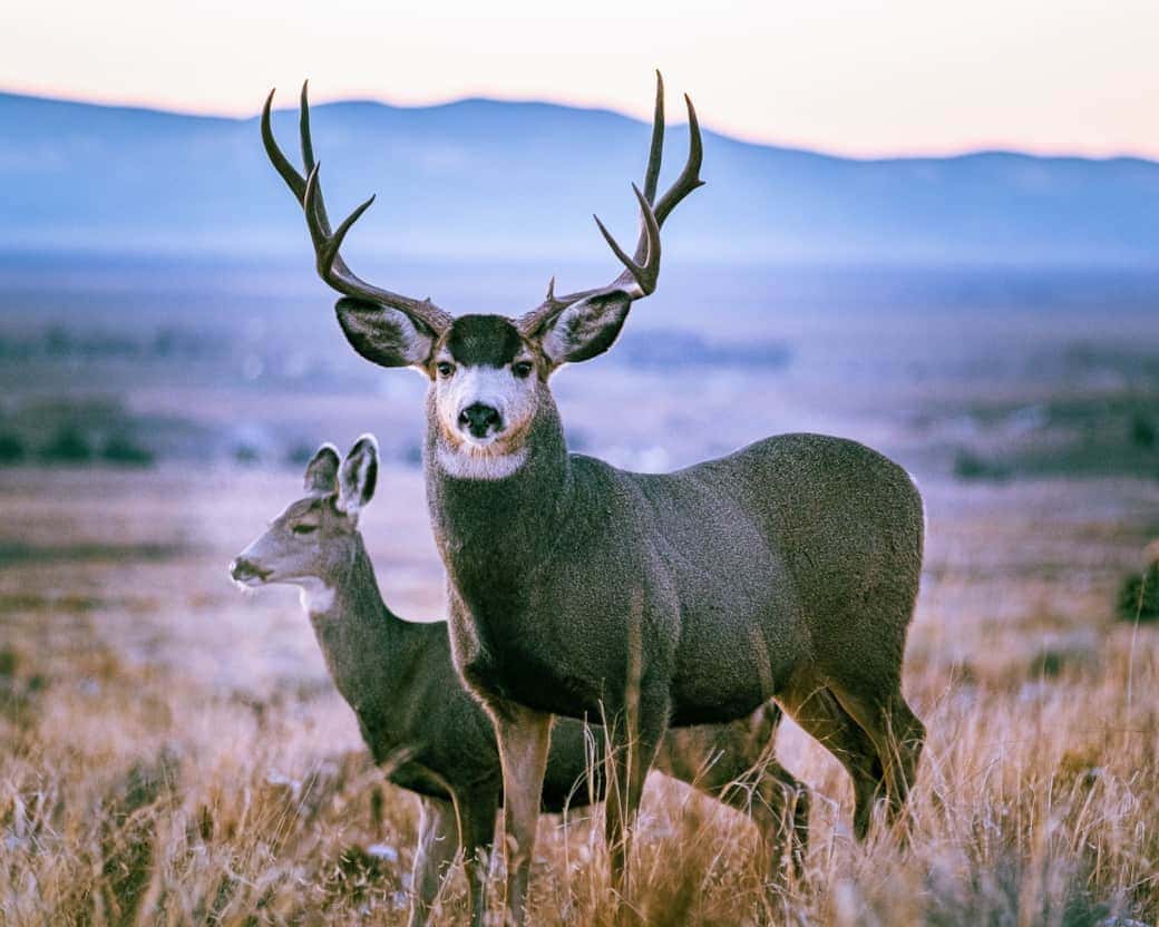 wildlife-1