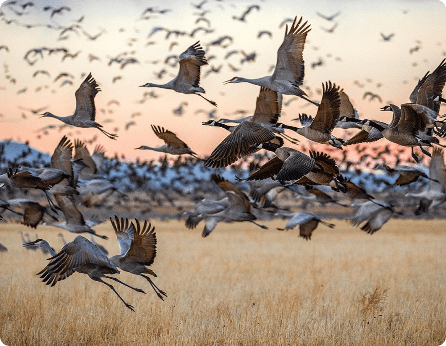 wildlife-2