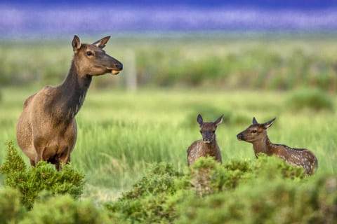 Wildlife-3