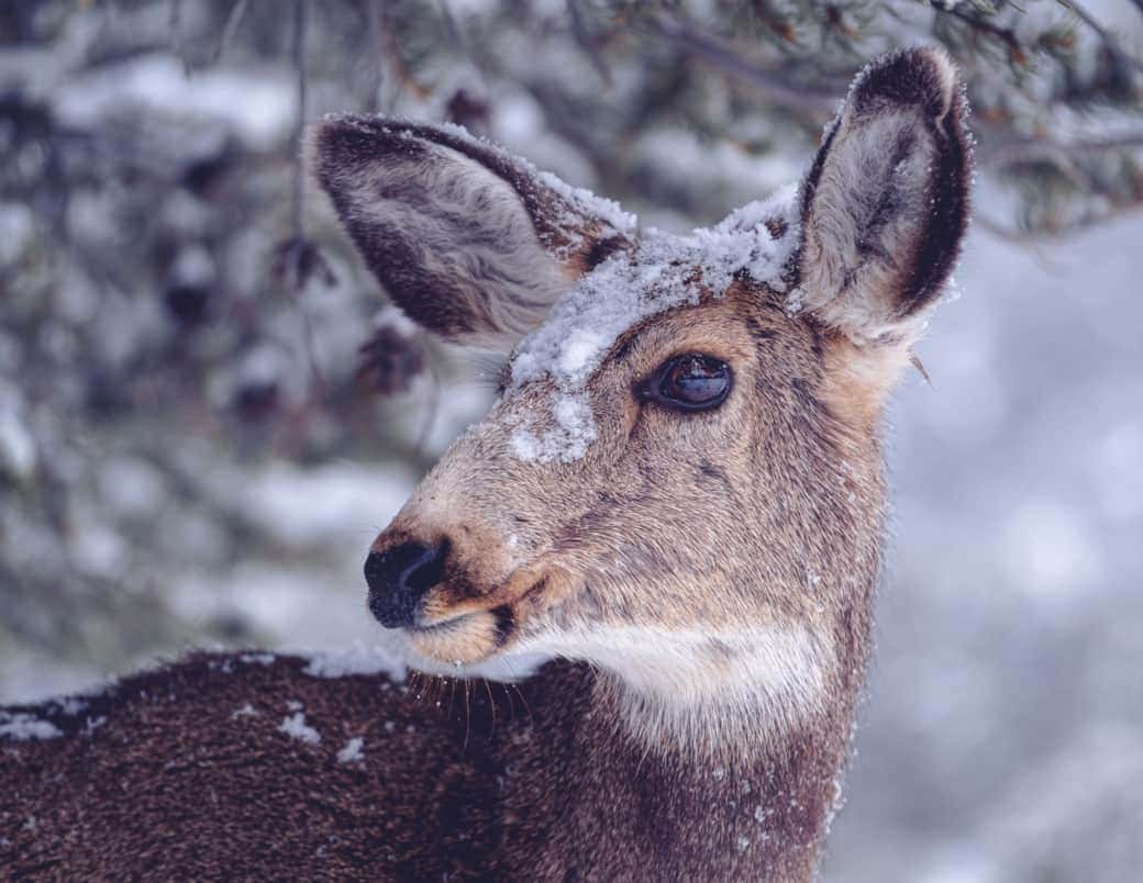Wildlife